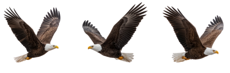 Group of bald eagle flying with wings spread, isolated on transparent background
