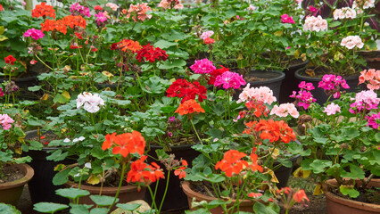 colorful geranium flowers in garden pots, decorative and easy to grow vibrant blooms, soft focus with blurry background, useful as home garden backdrop