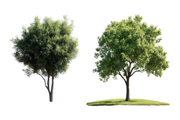 Obraz premium Two Green Trees Standing On Meadow, at Natural Forest Background