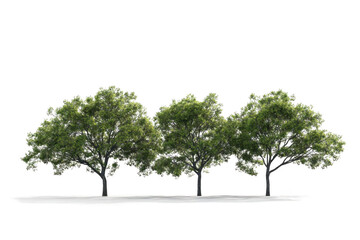 Obraz premium Three Trees Offer Natural Beauty and a Quiet Atmosphere on a Black Background.