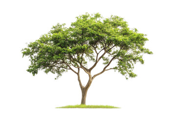 Solitary Tree Stands with Pride in Nature's Realm, Peaceful Scene