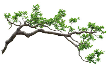Fototapeta premium Observe branch with leaves isolated on background and natural ornament
