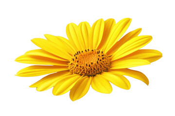 Yellow Flower Blossom Petals in bloom and Beauty Garden