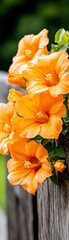 Vibrant Orange Trumpet Flowers Blooming on Wooden Fence