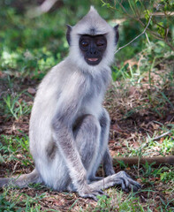 A monkey with a white face sits on the ground