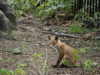 ひとりたたずむ仔狐