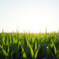 Fototapeta premium Fresh green grass under soft morning light and clear sky