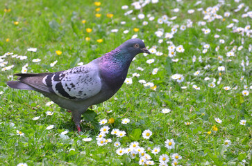  Closeup city pigeon bird walks in a meadow of wild blooming daisies and buttercups. Wild birds wildlife concept. Free copy space.