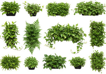 Obraz premium Assorted foliage plants collection isolated on transparent background