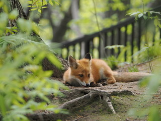 リラックスしている仔狐