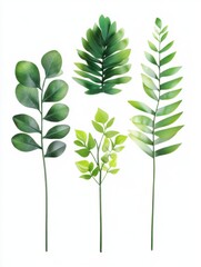 Naklejka premium Green leaves on white background studio shot featuring botanical elements for design and decoration of nature themes