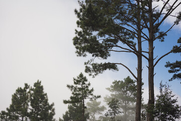 travel and people activity concept with tree and haze in tropical forest on mountain