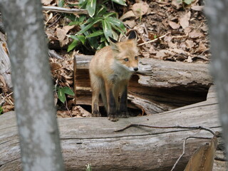 無邪気な子ぎつね
