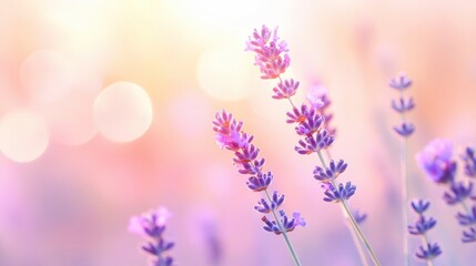 Obraz premium Lavender plants stand tall in a sunlit field, surrounded by a soft pastel background during a warm summer day, radiating tranquility