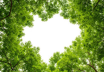 Green foliage canopy frame looking up isolated on transparent background