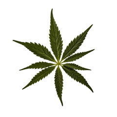 Cannabis hemp marijuana leaf isolated white background PNG