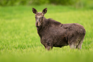 Fototapeta premium Elk Moose close up ( Alces alces )