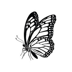 Side View Butterfly Silhouette Vector in Black and White
