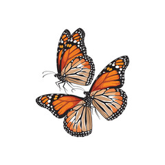 Fototapeta premium Monarch Butterflies Vector Illustration