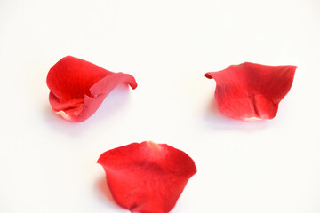 薔薇の花びら