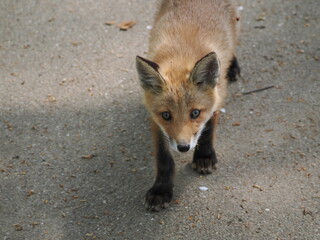 無邪気な子ぎつね