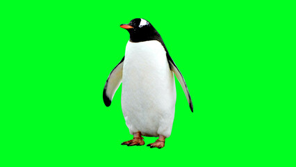 Fototapeta premium Penguin standing bright green background