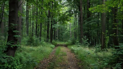 Obraz premium Tranquil forest pathway in lush green woodland