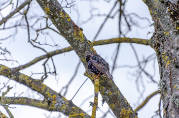 A starling perched on mossy tree branch grooming feathers on cloudy day. A solitary bird cleans its feathers on a branch, soft light, peaceful mood, rural nature, captured from below.