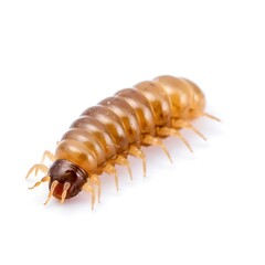 A Detailed View of a Centipede: A close-up shot revealing the intricate details of a centipede, its segmented body and numerous legs. This macro shot showcases nature's unique design.