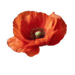 Red poppy flower in bloom with delicate crinkled petals and green center