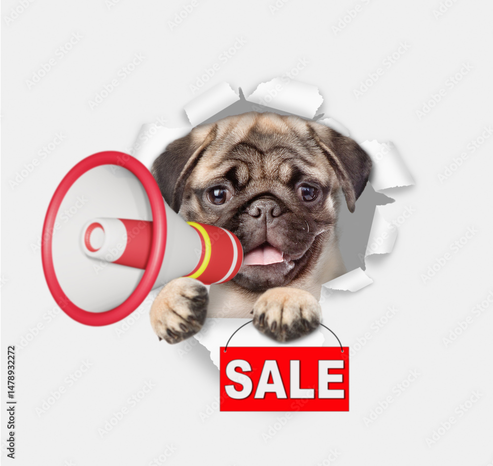 Aufkleber funny pug puppy looks through a hole in white paper and barking into a megaphone and showing signboa