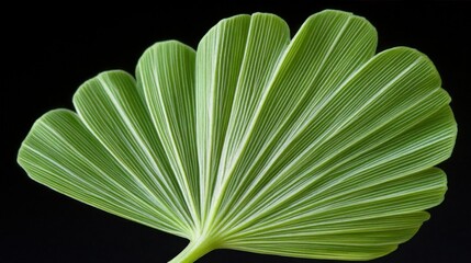 Ginkgo Biloba Leaf Closeup Nature Green Plant