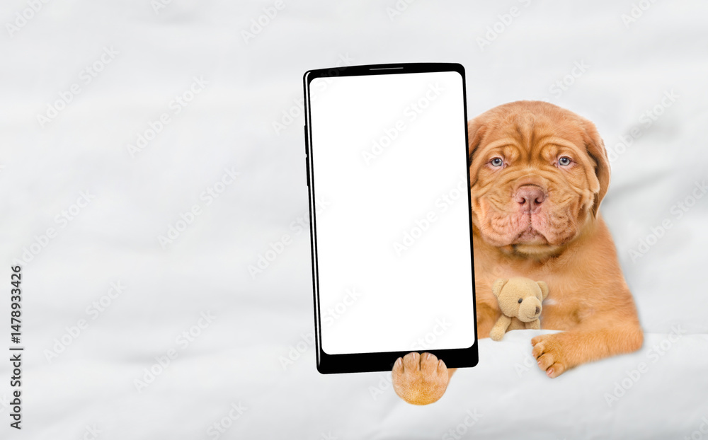 Fototapete Sleepy Mastiff puppy lying with favorite toy beat on a bed at home and showing big smartphone with white blank screen in it paw. Top down view. Empty space for text
