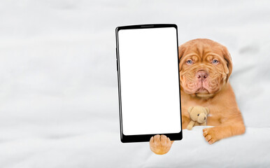 Sleepy Mastiff puppy lying with favorite toy beat on a bed at home and showing big smartphone with...