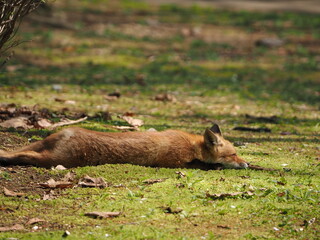 無邪気な子ぎつね