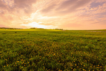 Obraz premium Bright vivid rural landscape at sunset, warm summer field with many yellow dandelion flowers for nature desktop background. Calm pastoral scenery for inspirational banner.