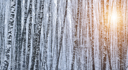 Birch grove after a snowfall on a winter. Sunlight breaking through the branches.