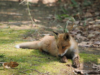 無邪気な子ぎつね