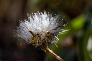 Close-Up of a Delicate White Dandelion on a Blurred Background