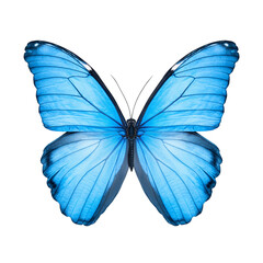 Fototapeta premium Striking close up of a beautiful blue butterfly displaying delicate wing details against a black background