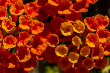 Fototapeta premium Vibrant Close-Up of Orange Blooming Flowers in Natural Sunlight