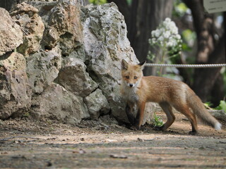 無邪気な子ぎつね