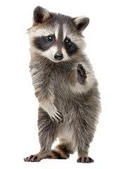 Fototapeta premium Raccoon standing upright with front paw lifted and curious expression