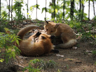 無邪気な子ぎつね