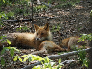 親子のキタキツネ