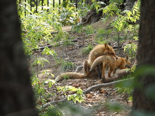 親子のキタキツネ