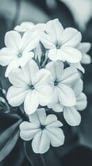 Fototapeta premium Delicate White Flowers in Bloom Close Up Portrait Style Soft Focus Floral Beauty Freshness