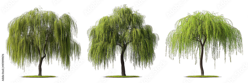 Poster three weeping willow trees with long graceful branches isolated on a transparent background