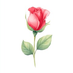 Obraz premium Elegant Watercolor Rosebud, Delicate Petals Unfurling, Vibrant Hues Against a Pure White Background