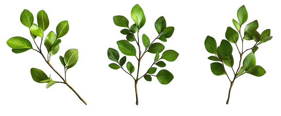 Fototapeta premium Three Sprigs Of Green Leaves Isolated On A Transparent Background The Leaves Are All Different Shapes And Sizes And They Are Arranged In A Symmetrical Pattern